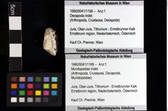 Foto (Objket + Etiketten) von Mundopsidae indet. 